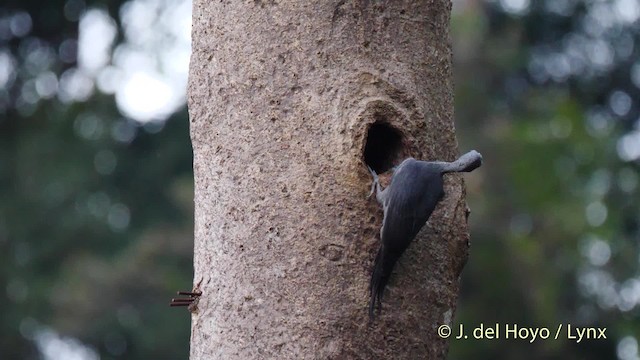 Great Slaty Woodpecker - ML201574271