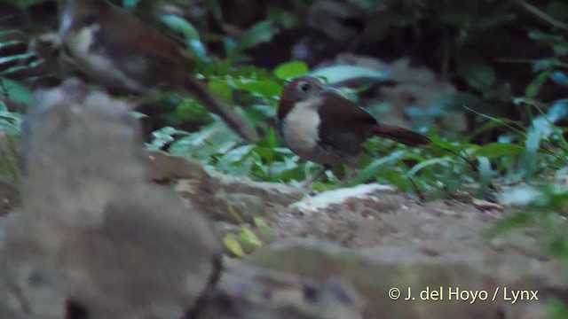 Large Scimitar-Babbler - ML201574281