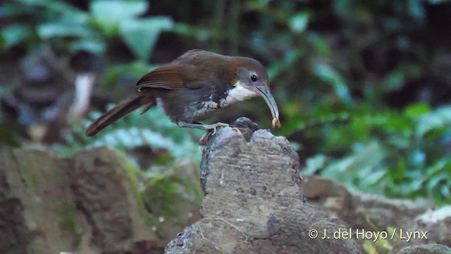 Large Scimitar-Babbler - ML201574291