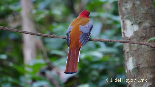 Kırmızı Başlı Trogon - ML201574321