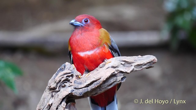 Trogon à tête rouge - ML201574331