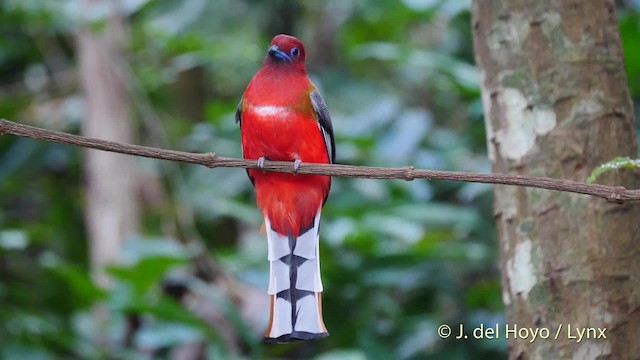 Red-headed Trogon - ML201574341