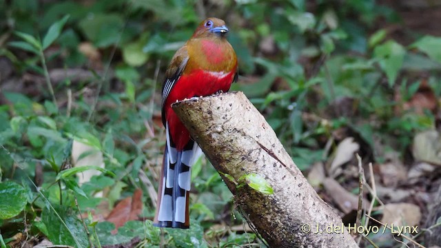 Trogon à tête rouge - ML201574351