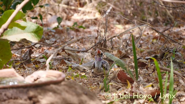 Western Red-billed Hornbill - ML201574361