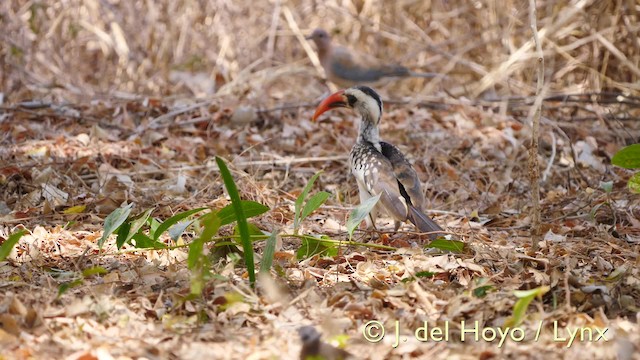 Western Red-billed Hornbill - ML201574391