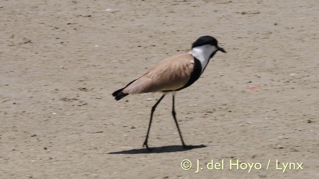 Spur-winged Lapwing - ML201574451