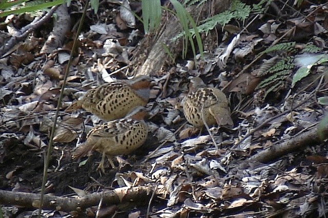 コジュケイ - ML201574481