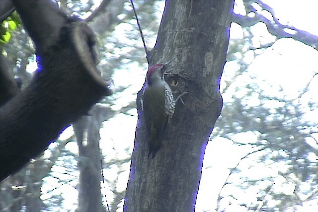 Japanese Woodpecker - ML201574491