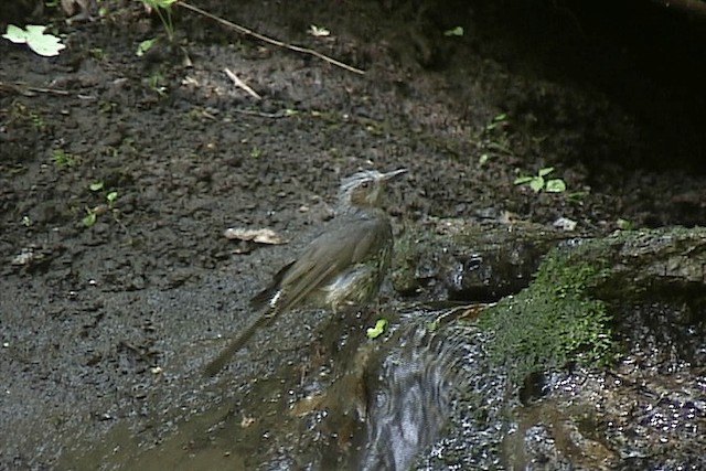 Bulbul à oreillons bruns - ML201574521