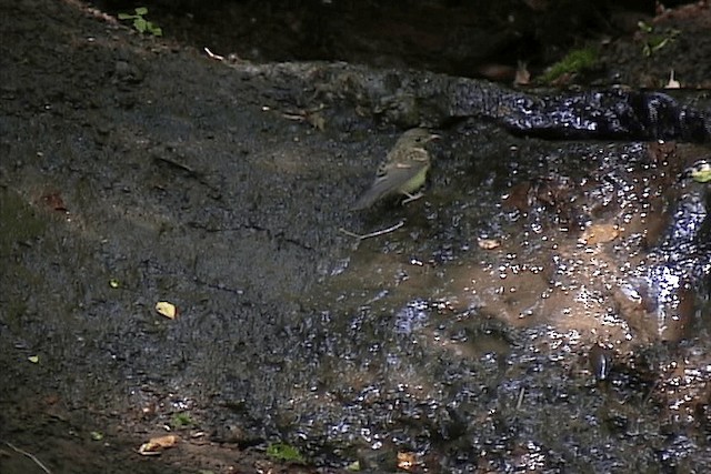 Narcissus Flycatcher - ML201574551