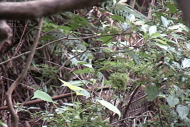 Bulbul à oreillons bruns - ML201574601