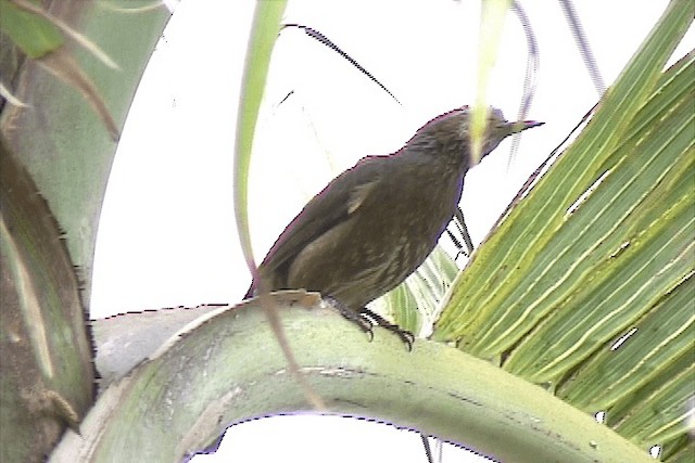 Brown-eared Bulbul - ML201574621