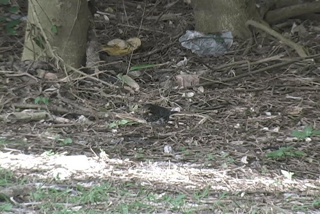 Japanese Thrush - ML201574651