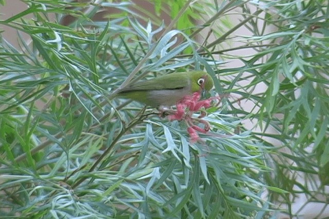 Swinhoe's White-eye - ML201574671