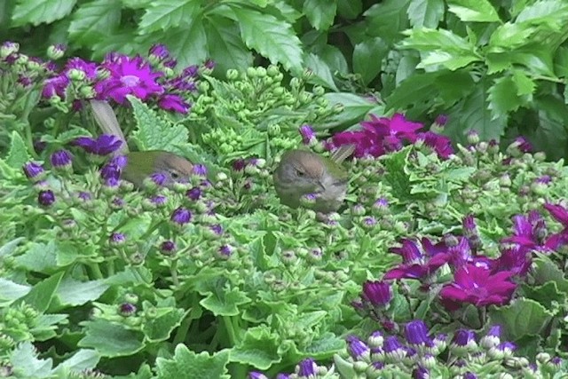 Common Tailorbird - ML201574681