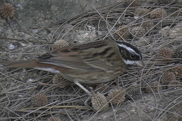 amurspurv - ML201574691