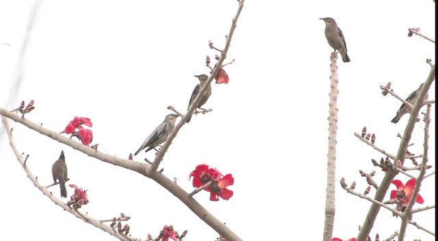 Red-billed Starling - ML201574801