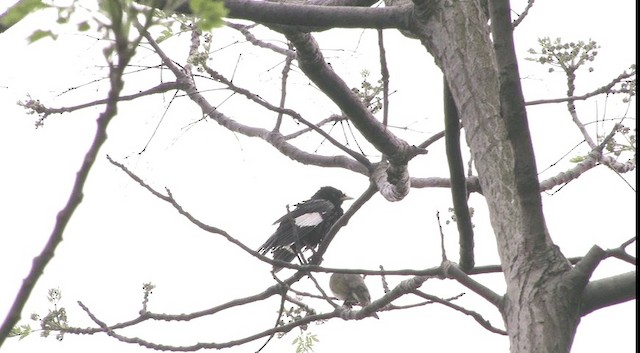 Crested Myna - ML201574811