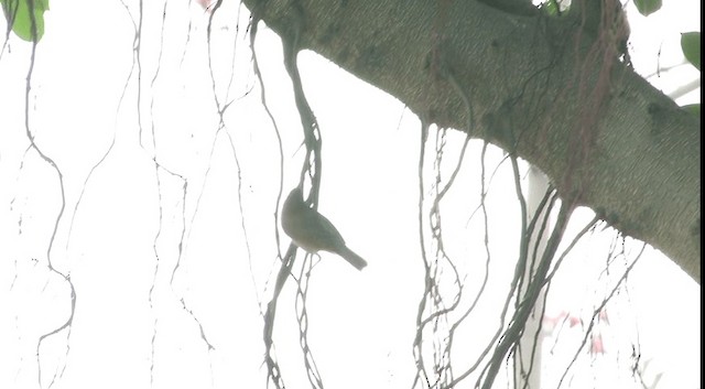 Mosquitero Sombrío - ML201574831