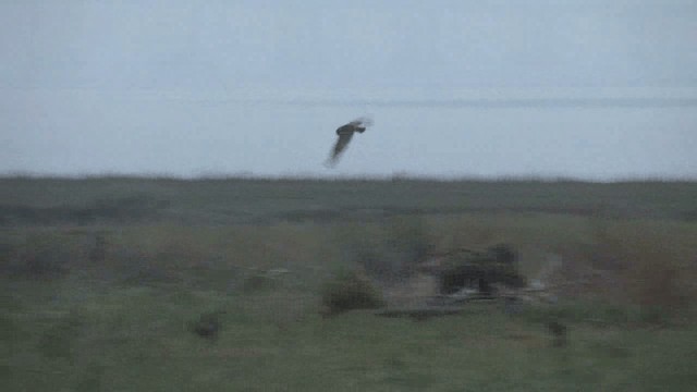 Short-eared Owl (Northern) - ML201574921