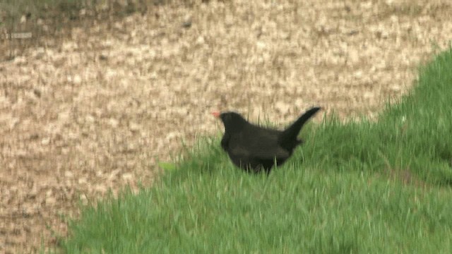 Eurasian Blackbird - ML201574951