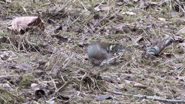 Common Chaffinch - ML201575001