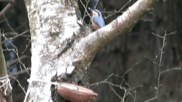 Eurasian Nuthatch (Western) - ML201575021