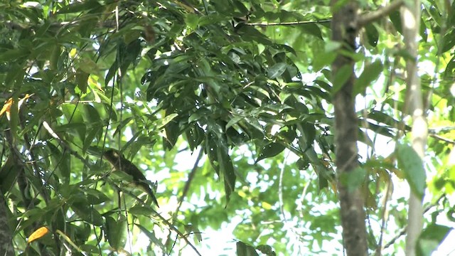 Yellowish Bulbul (Sulu) - ML201575071