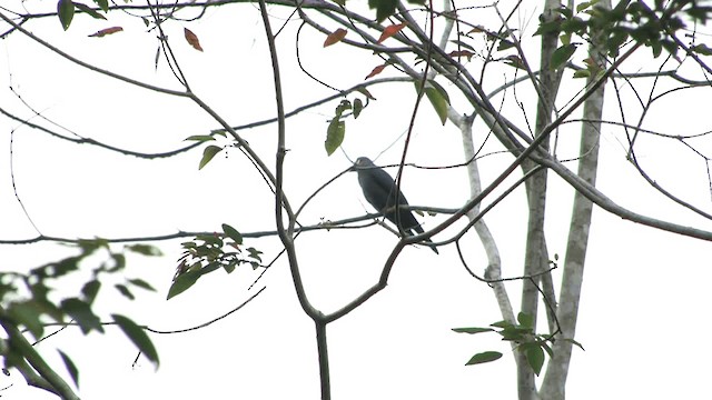 Bar-bellied Cuckooshrike (Philippine) - ML201575081