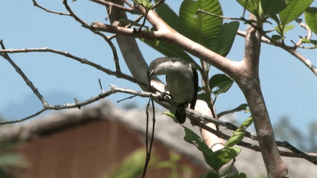 Buzzing Flowerpecker - ML201575091
