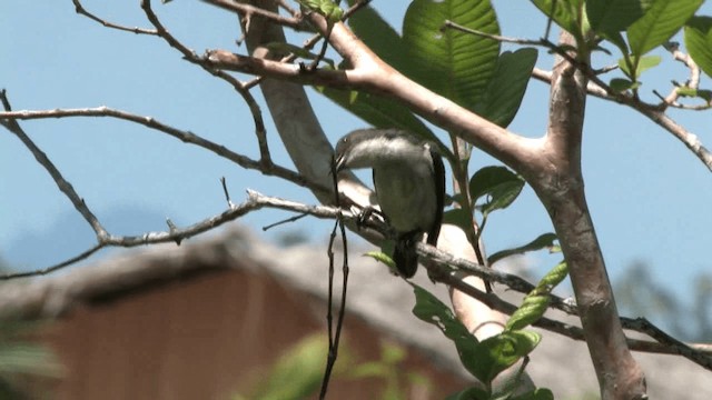 White-bellied Flowerpecker - ML201575091