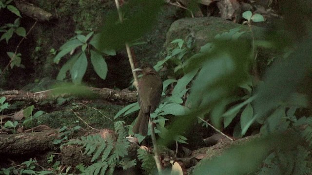 Camiguin Bulbul - ML201575111