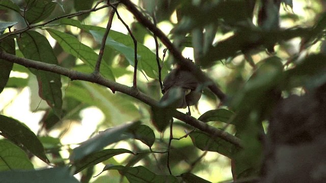 Camiguin Bulbul - ML201575121