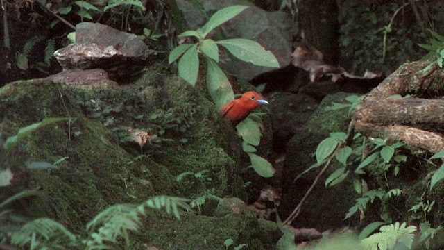 Rufous Paradise-Flycatcher (Southern) - ML201575161