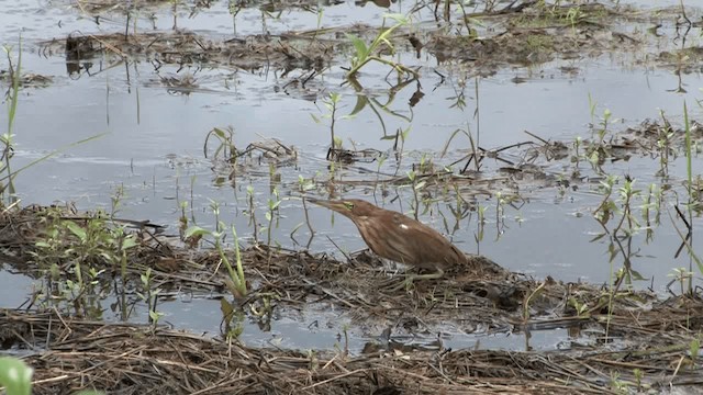 Cinnamon Bittern - ML201575171