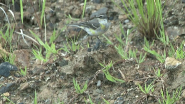 Eastern Yellow Wagtail (Eastern) - ML201575191