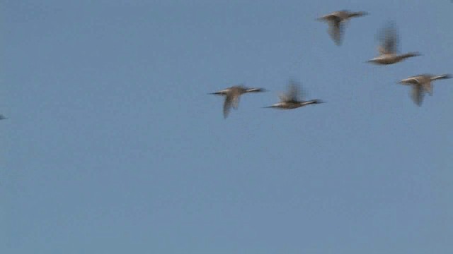 Northern Pintail - ML201575231