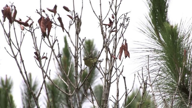 Negros Leaf Warbler - ML201575261