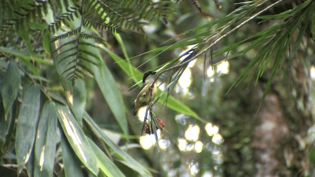 Yellow-crowned Flowerpecker - ML201575271