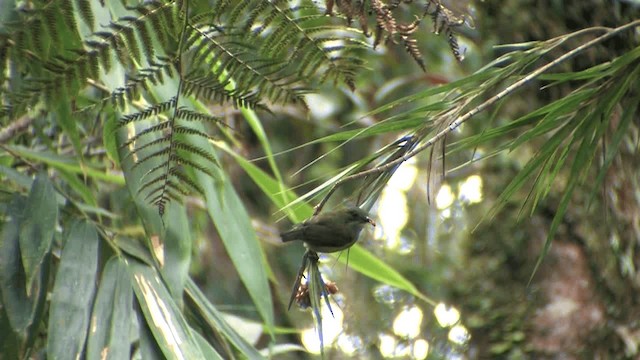 Yellow-crowned Flowerpecker - ML201575281