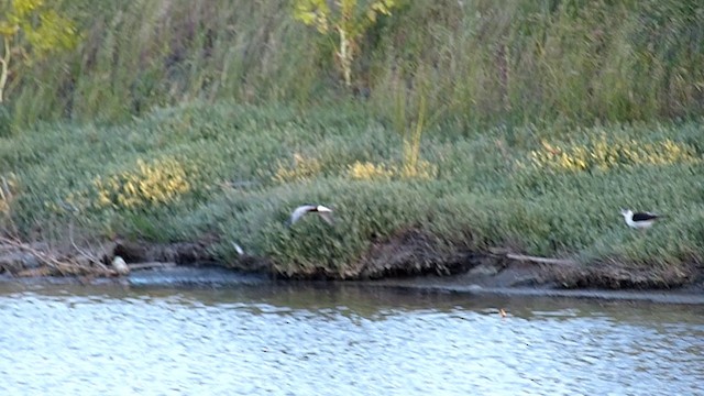 Буурал хараалай - ML201575291