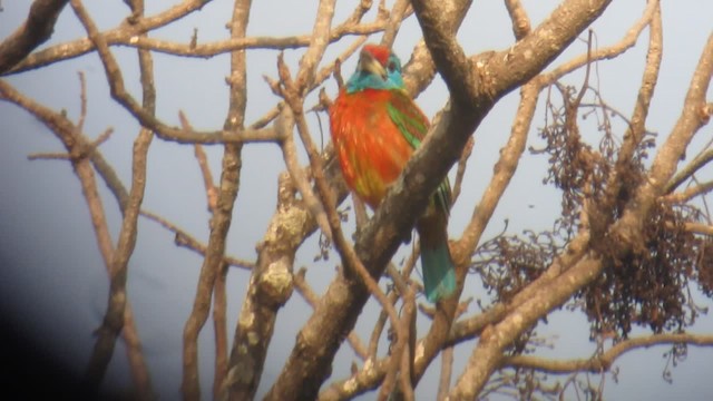 Mavi Boğazlı Barbet (asiaticus) - ML201575311