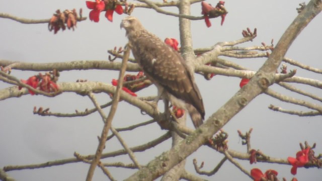 Gray-headed Fish-Eagle - ML201575321