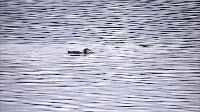 Common Loon - ML201575381