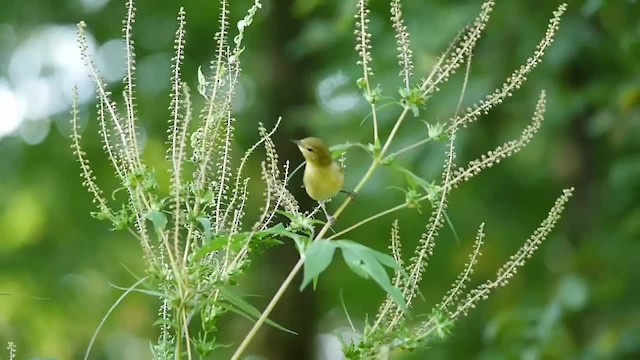 Tennessee Warbler - ML201575421