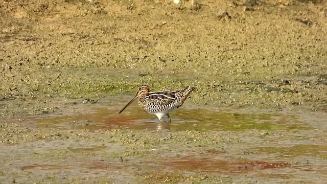 Wilson's Snipe - ML201575431