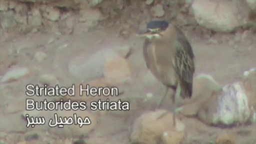 Striated Heron - ML201575511