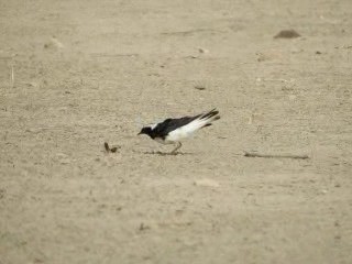 Pied Wheatear - ML201575581