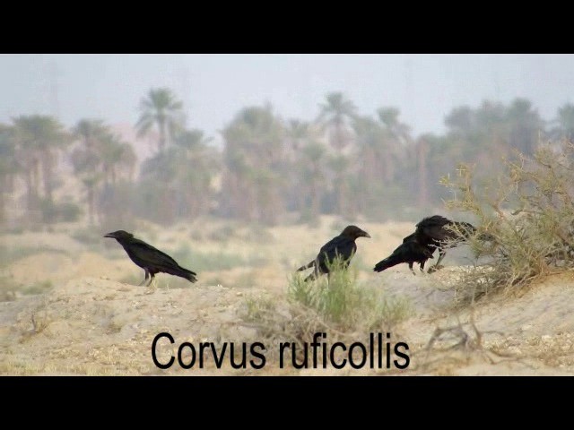Corbeau brun - ML201575611