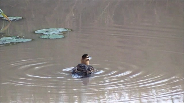 Masked Duck - ML201575671